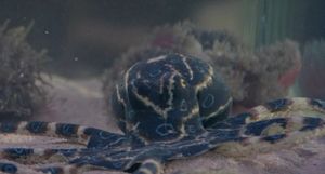 A close-up image of a blue-ringed octopus in a fish tank.